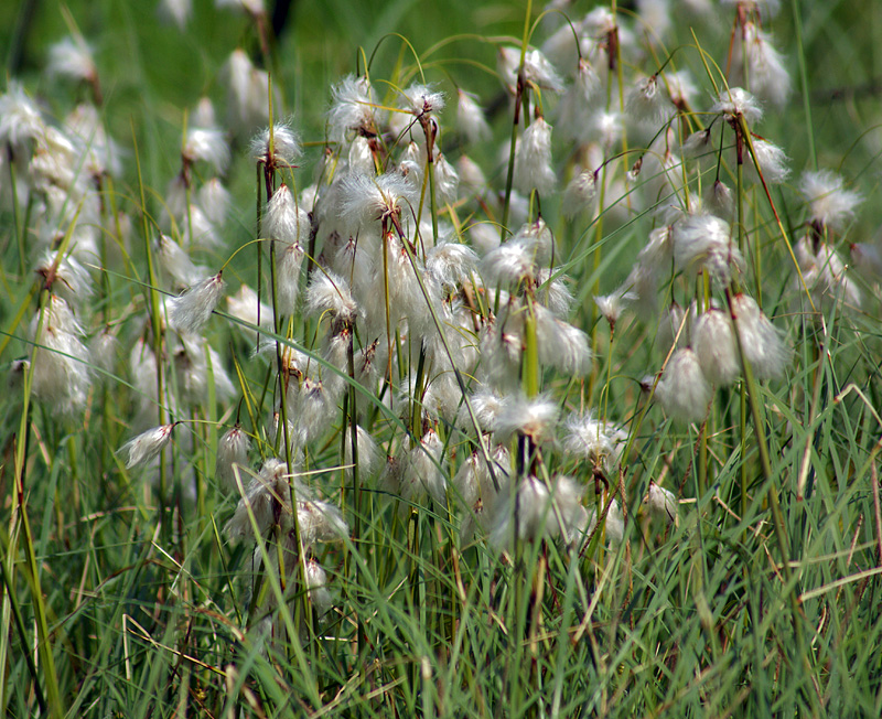 Image of Eriophorum angustifolium specimen.