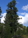 Pinus sibirica