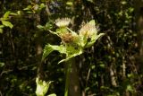 Cirsium oleraceum. Верхушка побега с соцветиями и присоцветными листьями. Новгородская обл., Боровичский р-н, восточнее дер. Сушани, граница заболоченного лугового склона и сероольшаника. 30.08.2015.