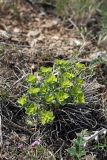 Euphorbia humilis