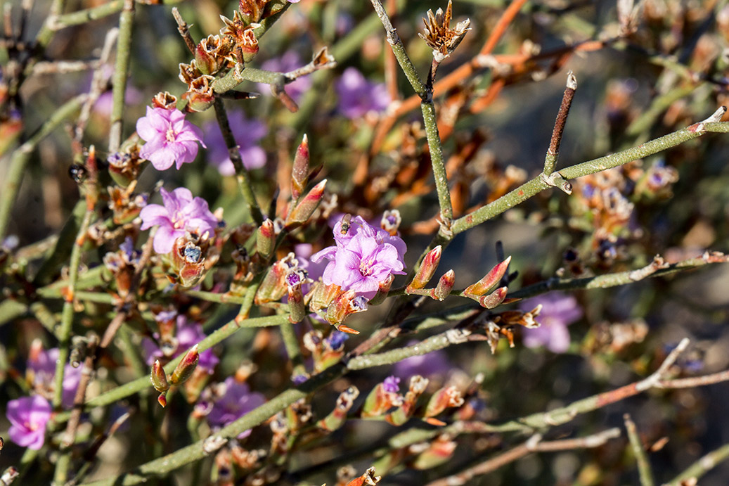 Image of Limonium virgatum specimen.