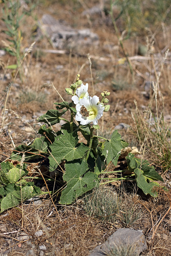 Изображение особи Alcea nudiflora.