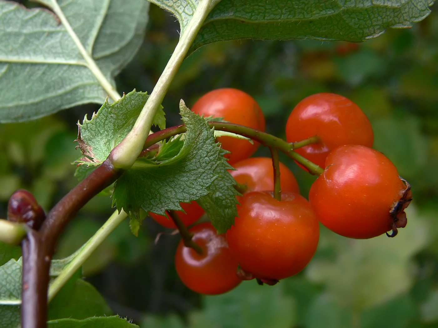 Image of Crataegus chlorocarpa specimen.