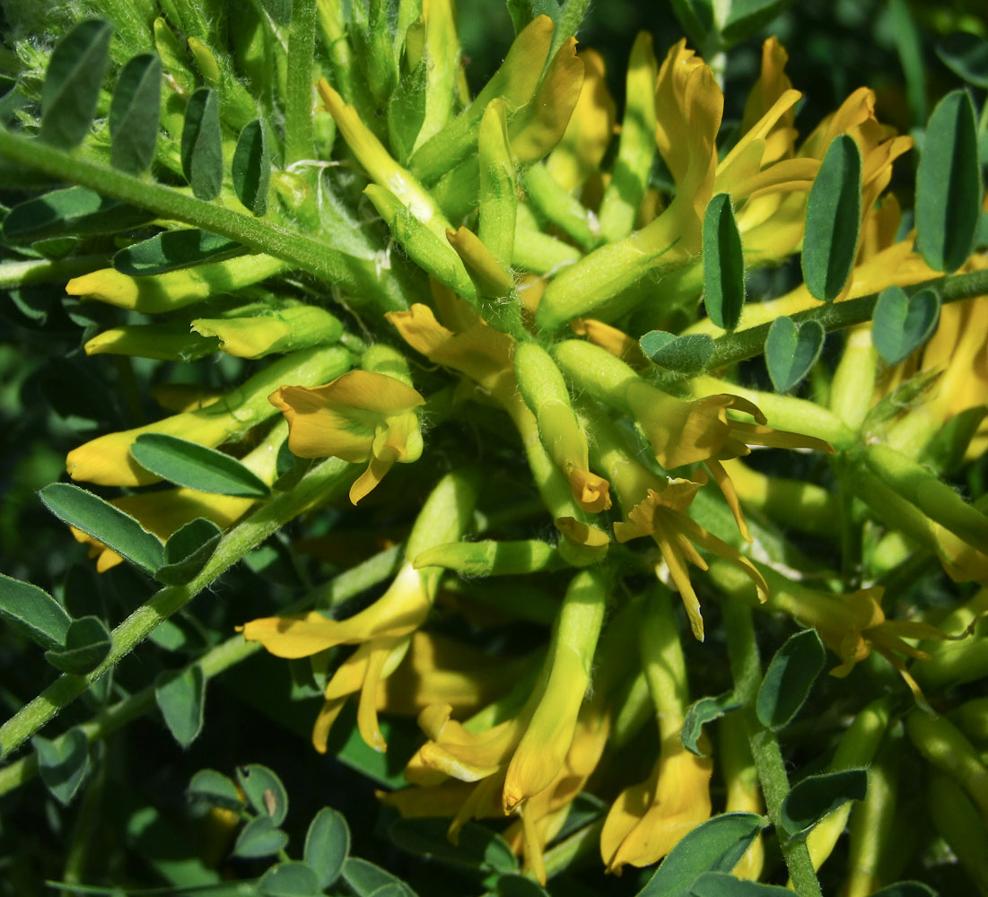 Image of Astragalus macrocarpus specimen.