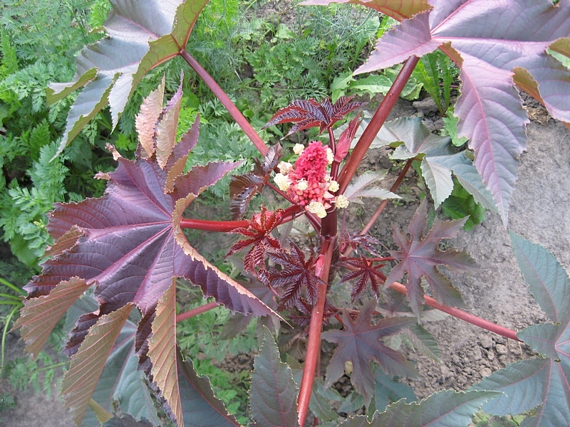 Изображение особи Ricinus communis.