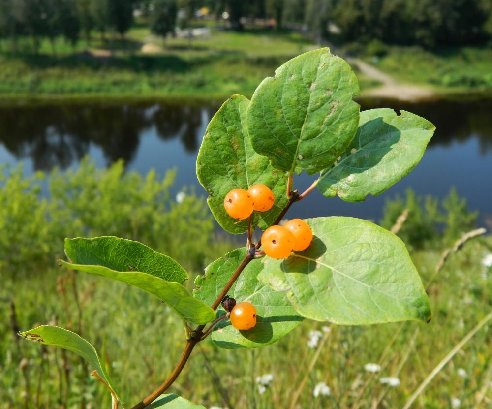 Image of Lonicera tatarica specimen.