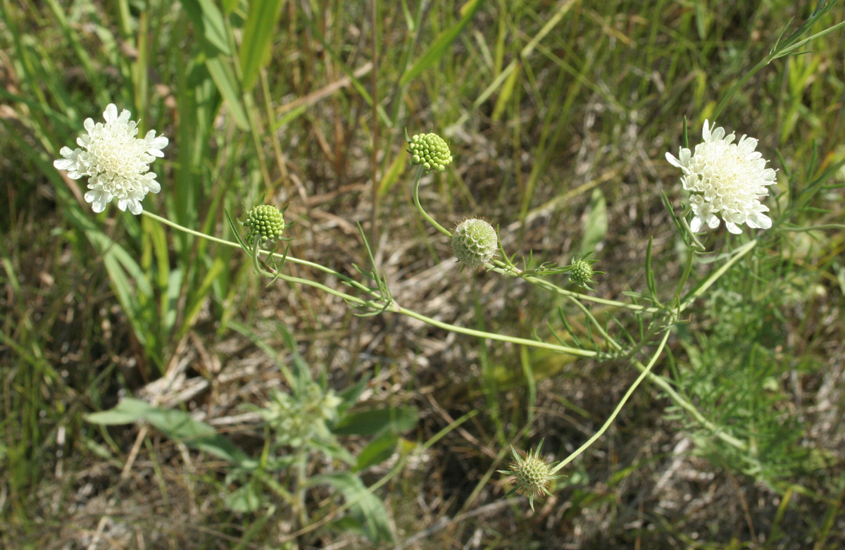 Image of Scabiosa ochroleuca specimen.