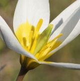 Tulipa patens