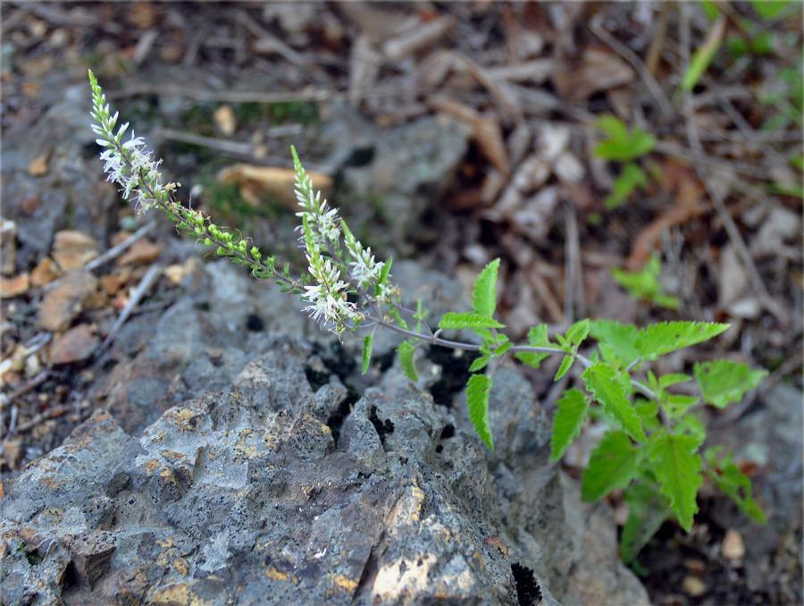 Image of Veronica daurica specimen.