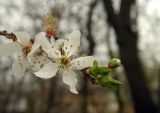 Prunus cerasifera. Верхушка ветви с цветками и распускающимися листьями. Республика Адыгея, г. Майкоп, на лужайке, в культуре. 06.03.2016.