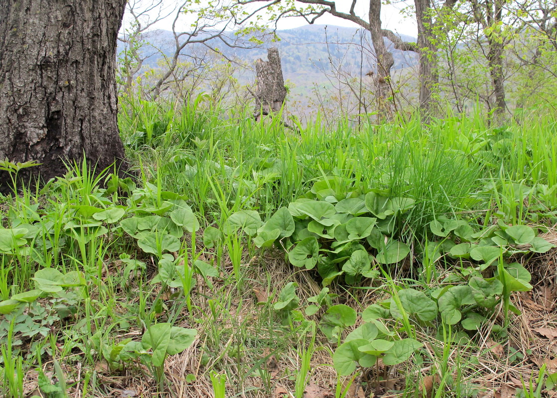 Image of Asarum sieboldii specimen.