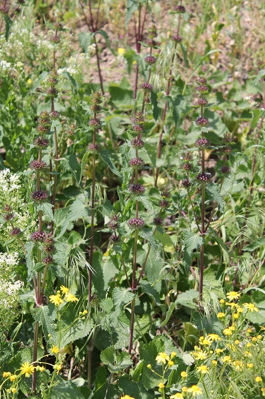 Изображение особи Phlomoides tuberosa.