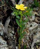 Linum nodiflorum