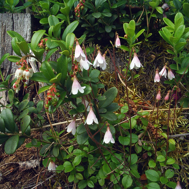 Image of Linnaea borealis specimen.