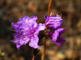 Rhododendron mucronulatum. Соцветие. Приморье, окр. г. Находка, мыс Пассека, на вершине хребта. 25.04.2015.