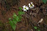 Pyrethrum parthenifolium. Цветущее растение. Республика Адыгея, г. Майкоп, южная окраина города, хребет Нагоеж-Уашх, дубово-буково-грабовый лес, на склоне у тропинки. 03.07.2016.