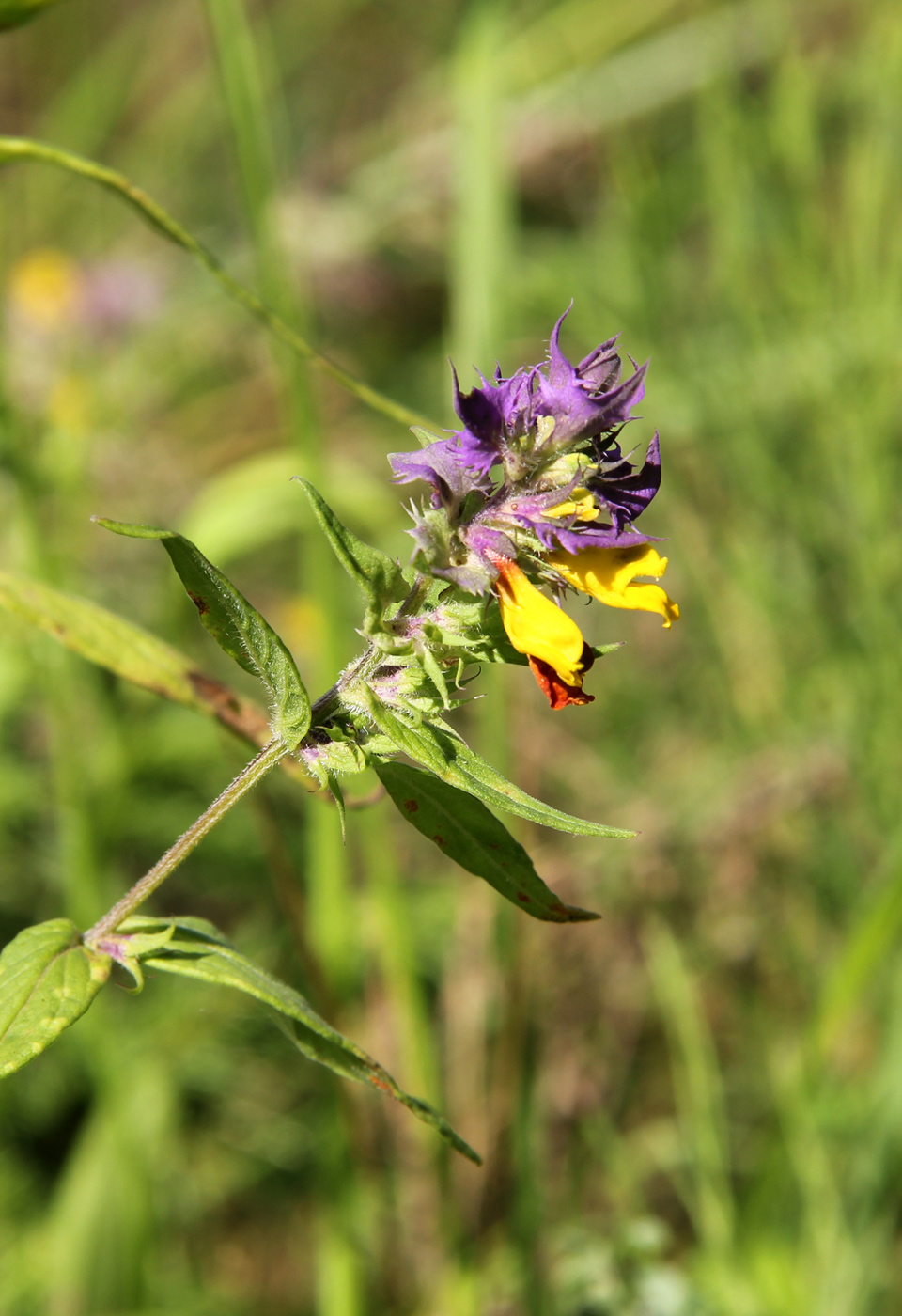 Image of Melampyrum nemorosum specimen.