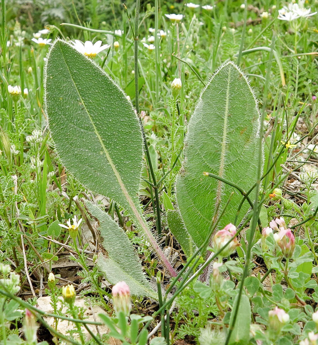 Image of Anchusa strigosa specimen.