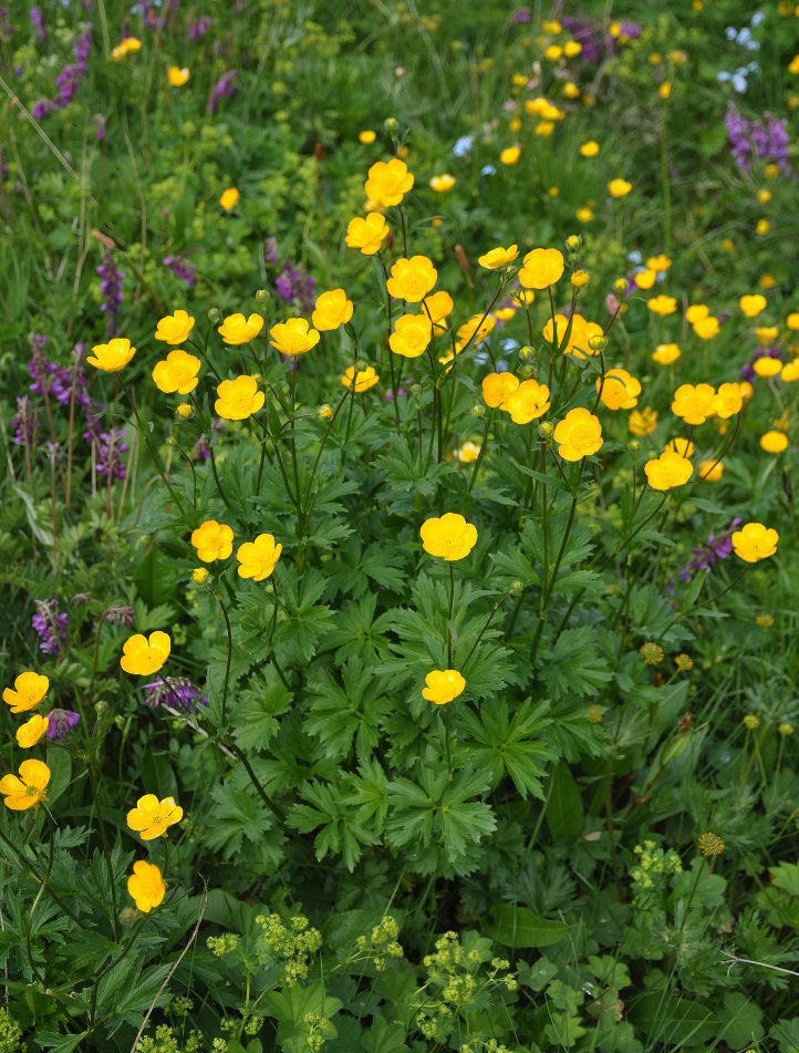 Изображение особи Ranunculus caucasicus.