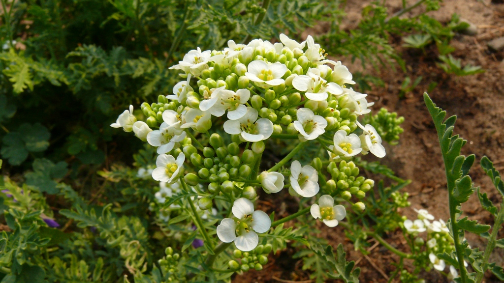 Изображение особи Redowskia sophiifolia.