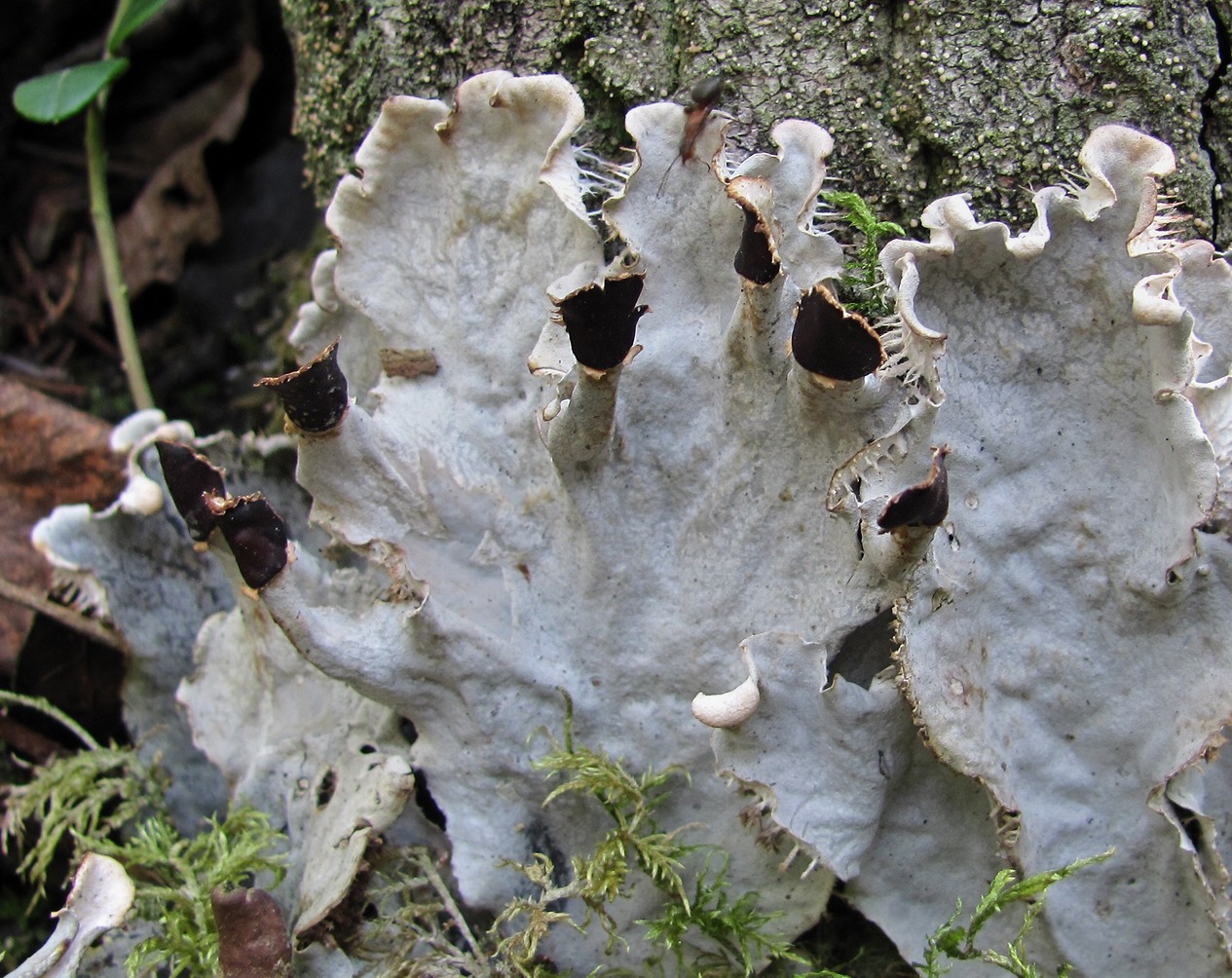 Image of genus Peltigera specimen.