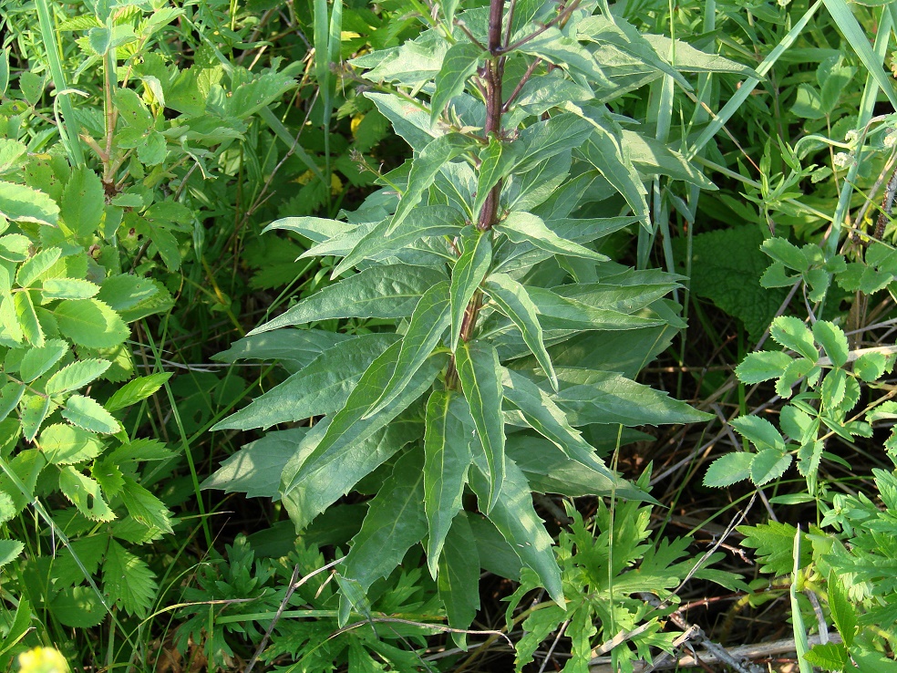 Image of Adenophora tricuspidata specimen.