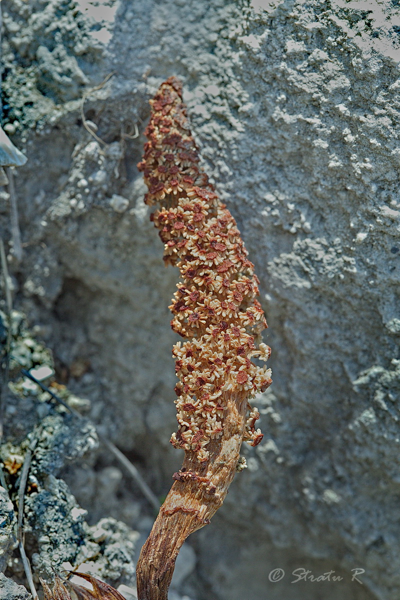 Image of Equisetum telmateia specimen.