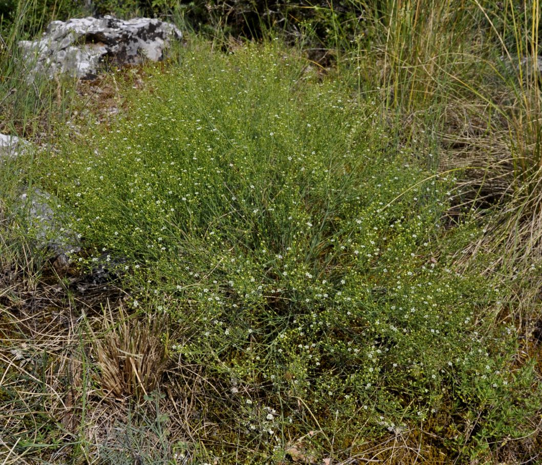 Image of genus Thesium specimen.