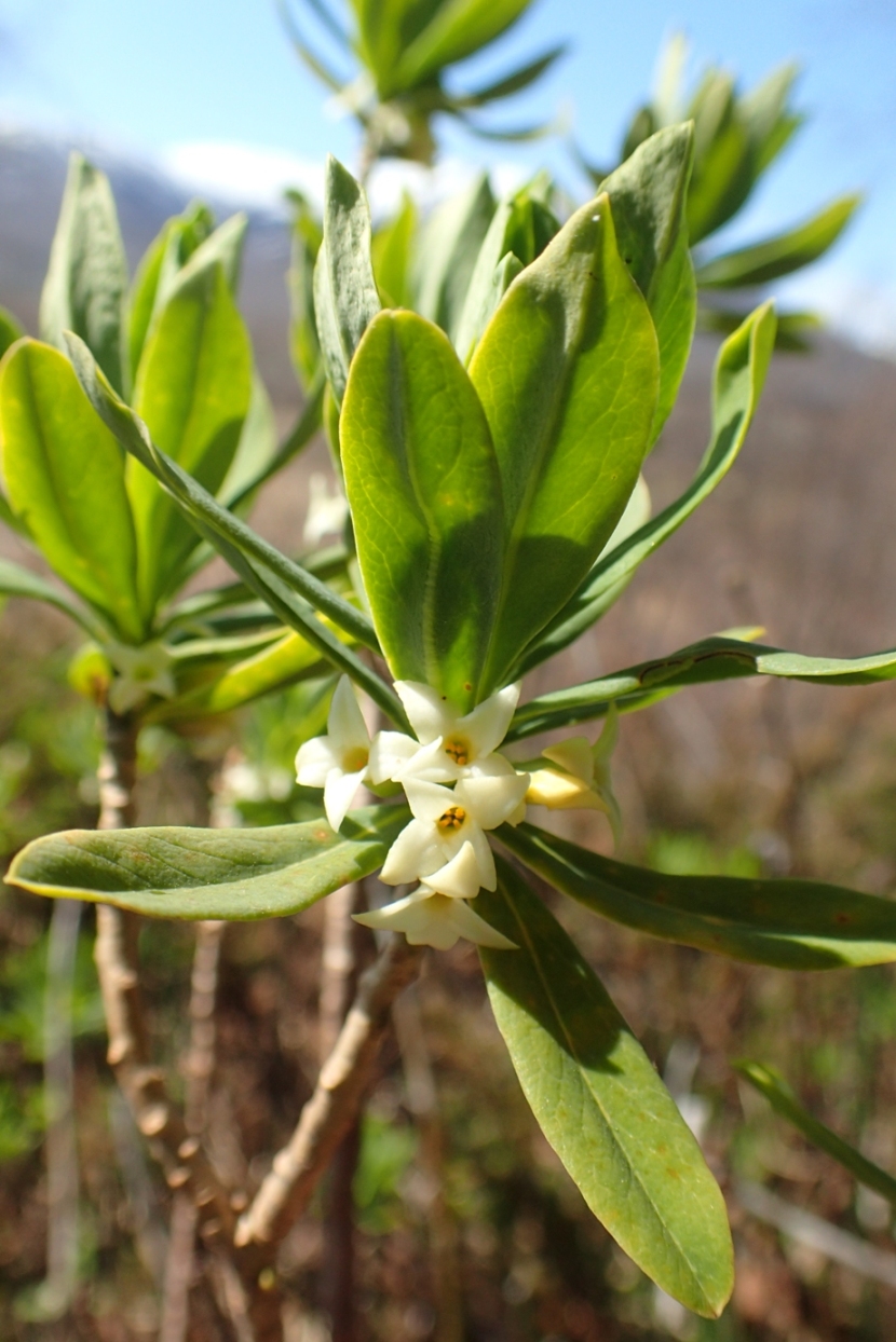 Image of Daphne kamtschatica specimen.