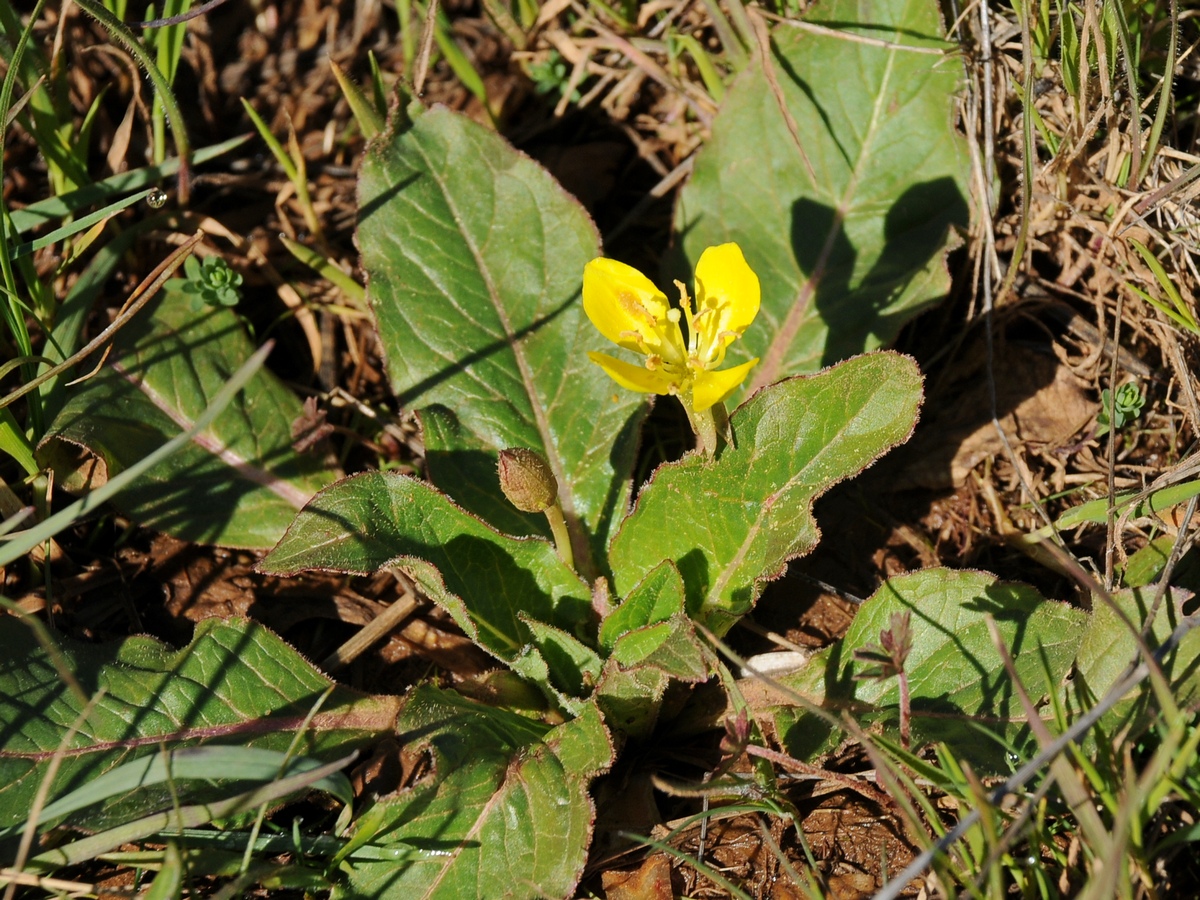 Image of Camissonia ovata specimen.