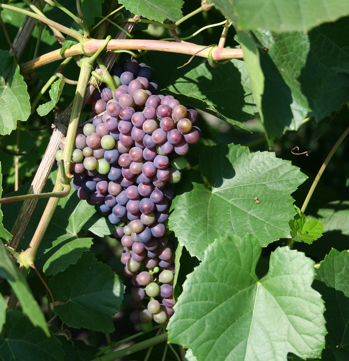 Image of genus Vitis specimen.