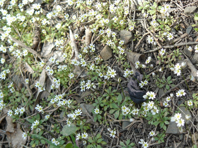 Image of genus Erophila specimen.