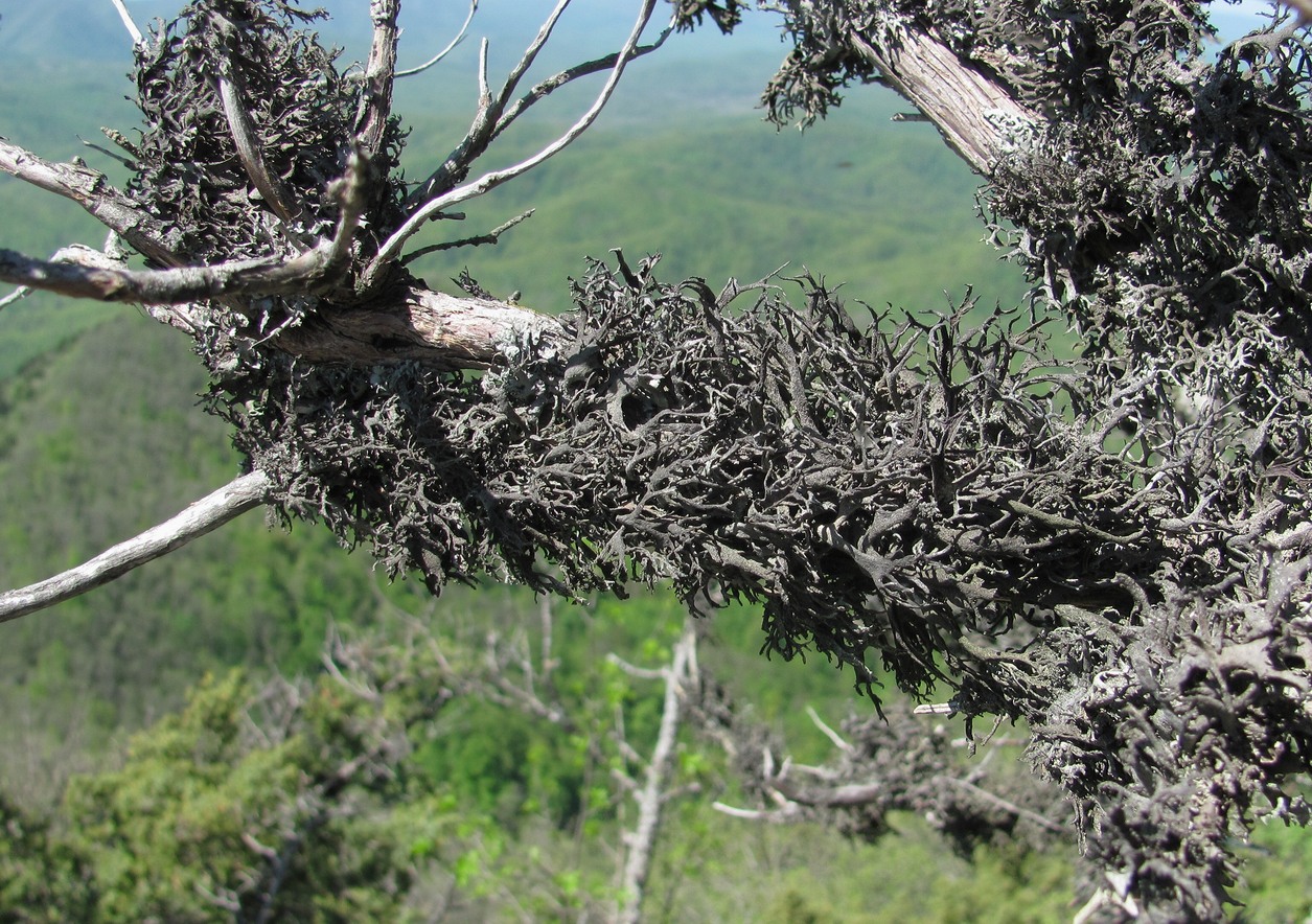 Image of Pseudevernia furfuracea specimen.