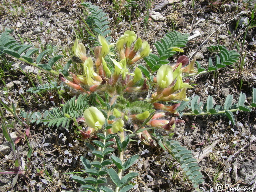 Image of Astragalus utriger specimen.