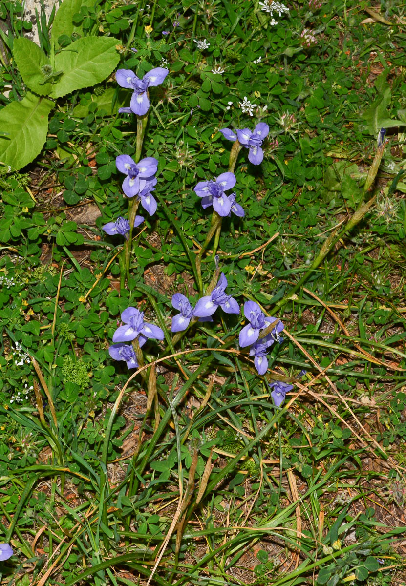 Изображение особи Moraea sisyrinchium.