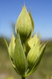 Bupleurum baldense