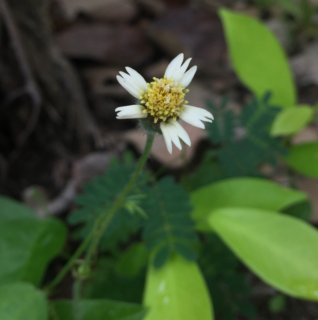 Изображение особи Tridax procumbens.