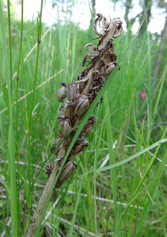 Изображение особи Dactylorhiza incarnata.