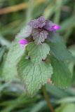 Lamium purpureum