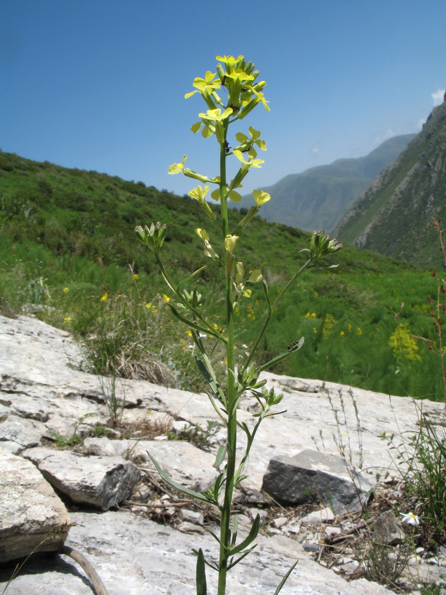 Image of Erysimum canescens specimen.