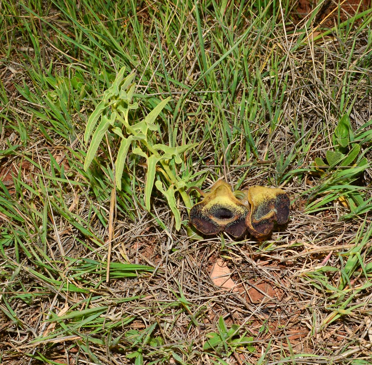 Image of Aristolochia bottae specimen.