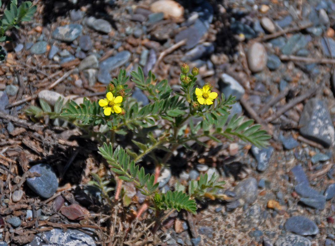 Изображение особи Potentilla bifurca.