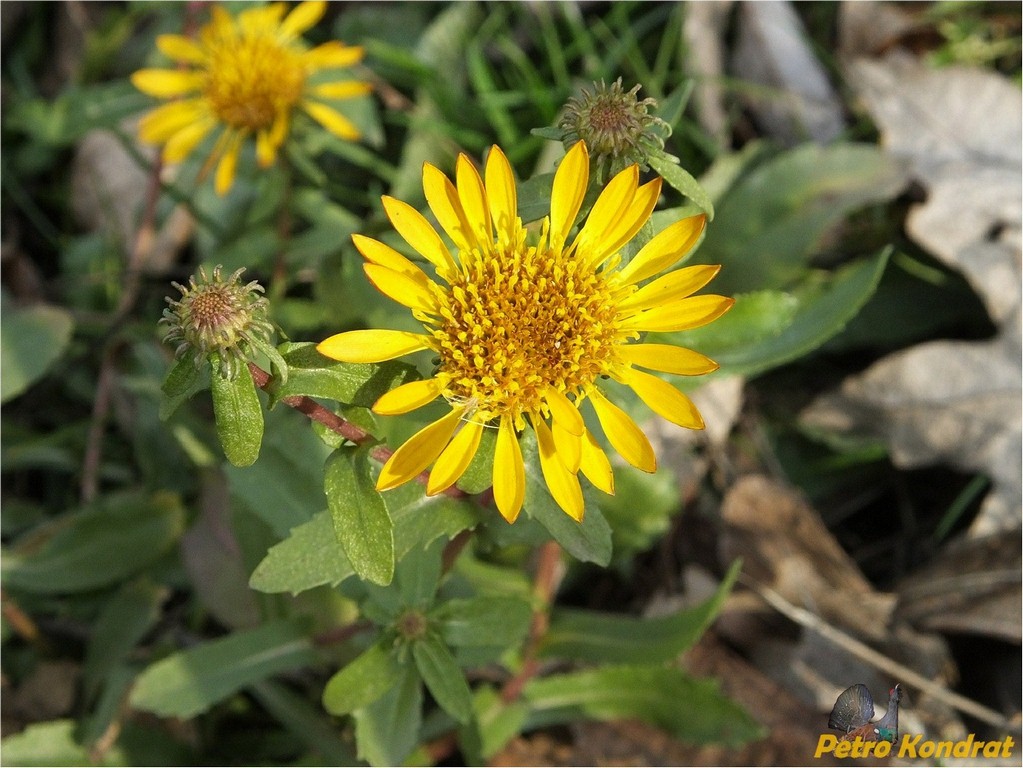 Image of Grindelia squarrosa specimen.