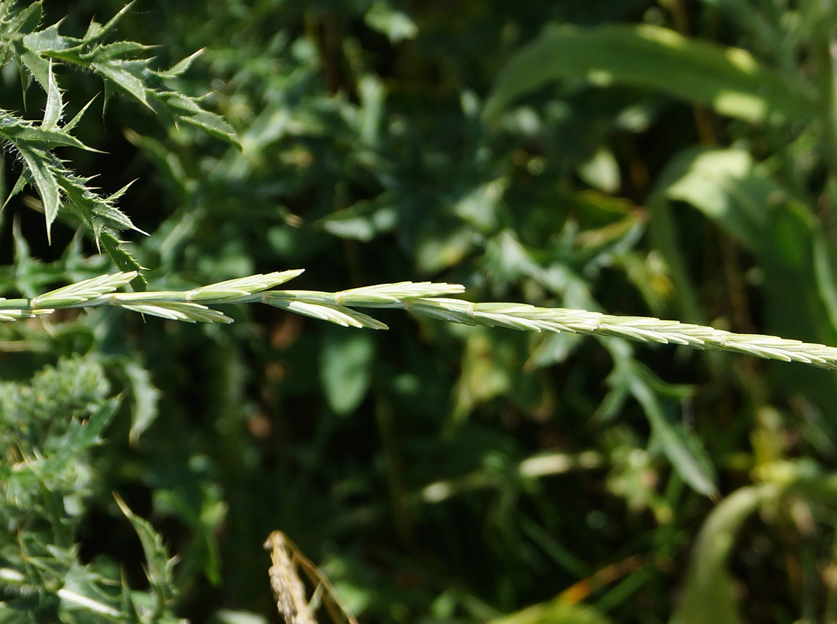 Image of Elytrigia repens specimen.