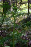 Tephroseris integrifolia. Верхушка побега с бутонами. Свердловская обл., окр. г. Североуральск, сосняк на известняках. 12.06.2007.