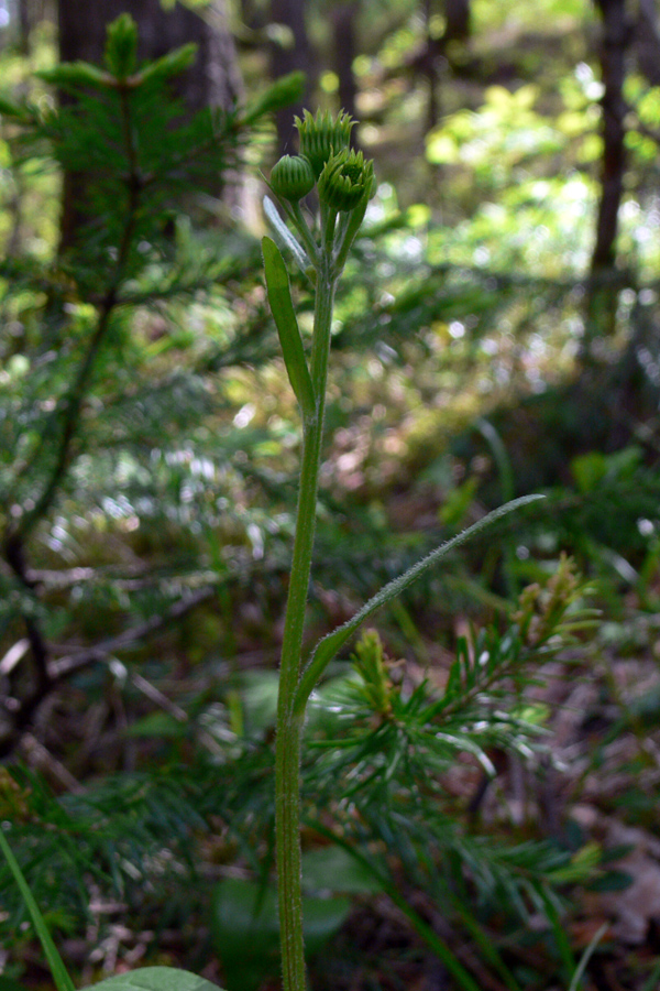 Изображение особи Tephroseris integrifolia.