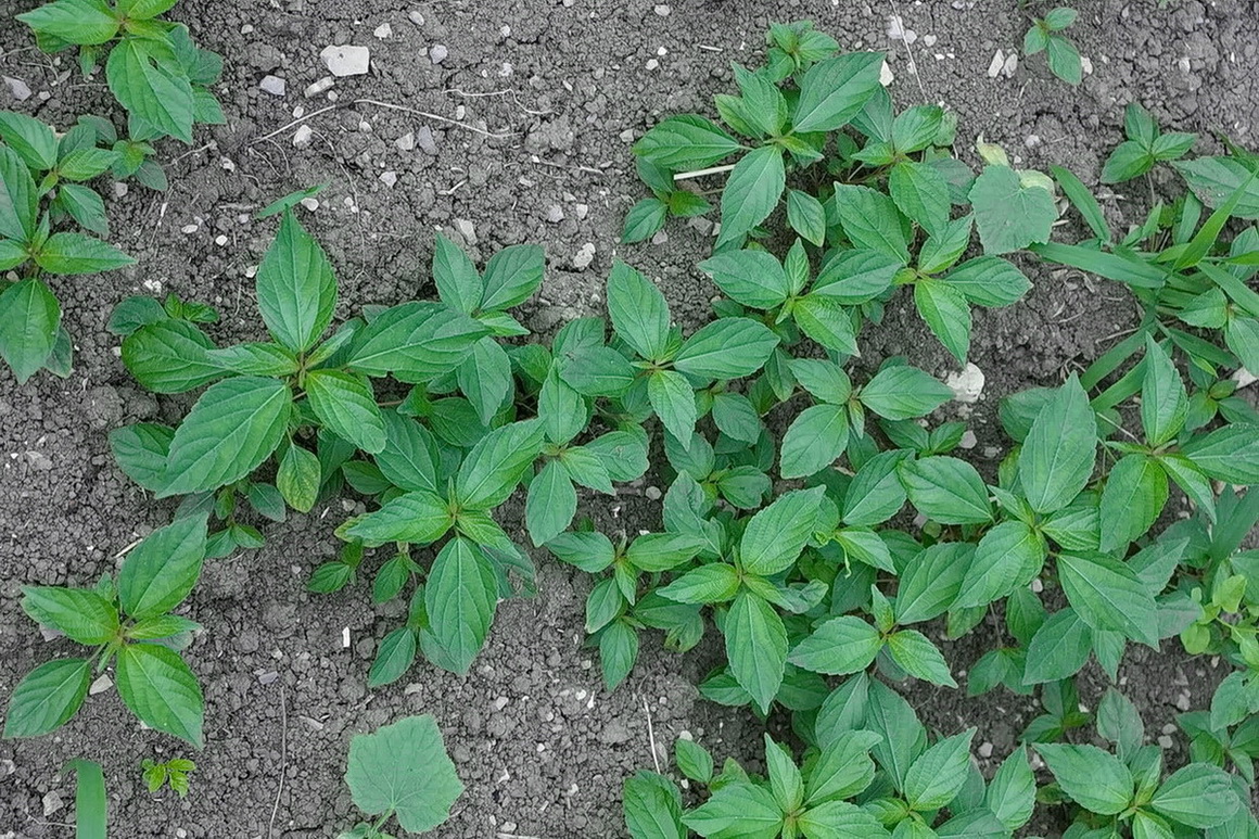 Image of Acalypha australis specimen.