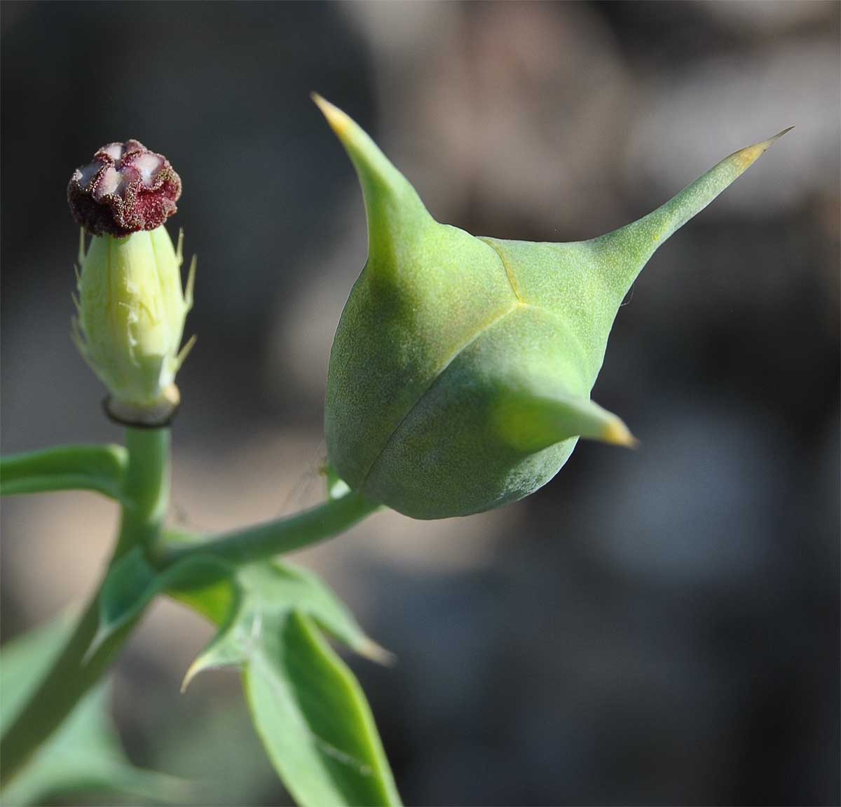 Изображение особи Argemone corymbosa.