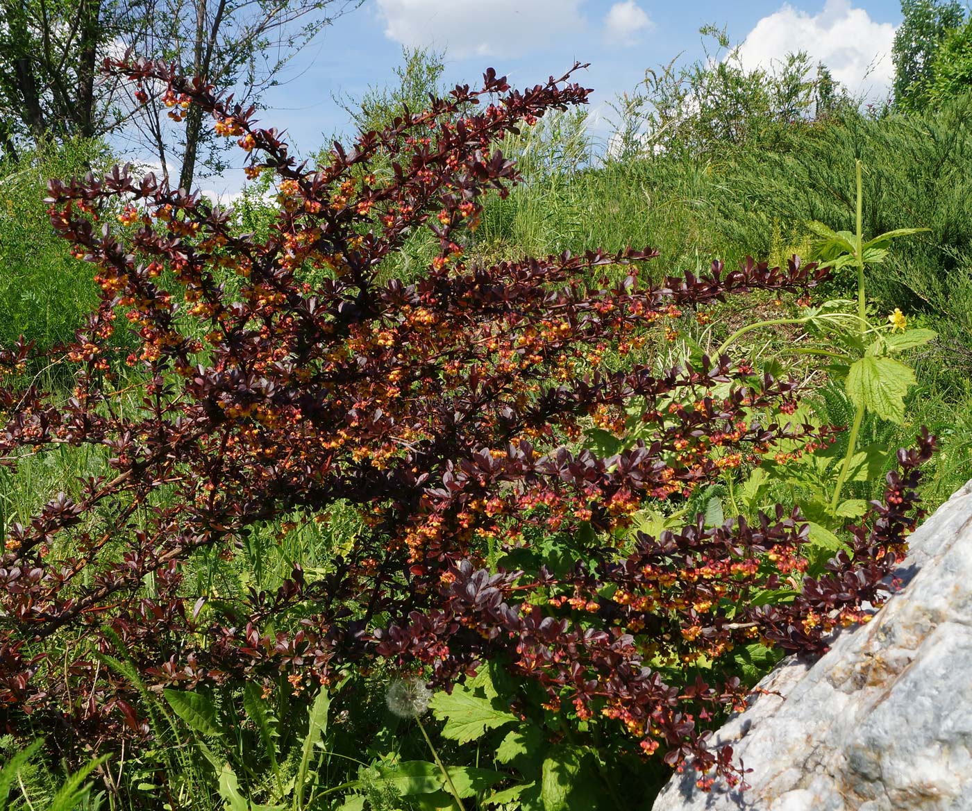 Image of Berberis thunbergii specimen.