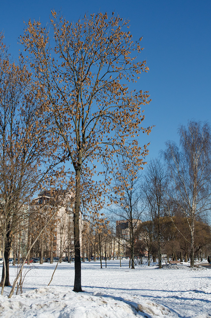 Изображение особи Fraxinus pennsylvanica.